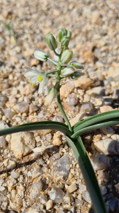 Battandiera stapffii, photographed by Petra Holland