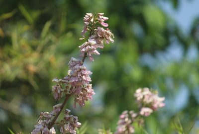 Gliricidia sepium, photographed by Haneesh K M