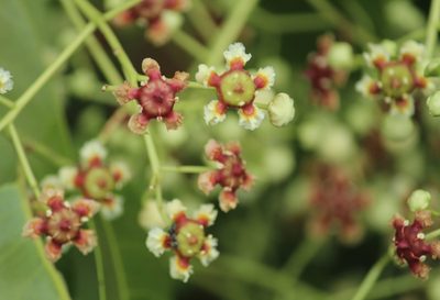 Lophopetalum wightianum, photographed by Haneesh K M
