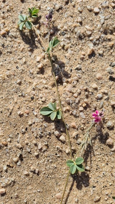 Indigofera auricoma, photographed by Petra Holland
