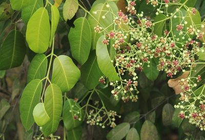 Lophopetalum wightianum, photographed by Haneesh K M
