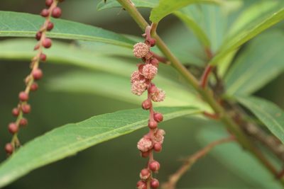 Homonoia riparia, photographed by Haneesh K M