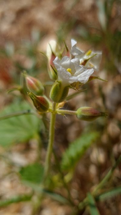 Monsonia umbellata, photographed by Petra Holland