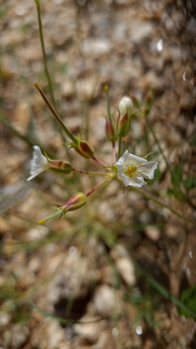Monsonia umbellata, photographed by Petra Holland