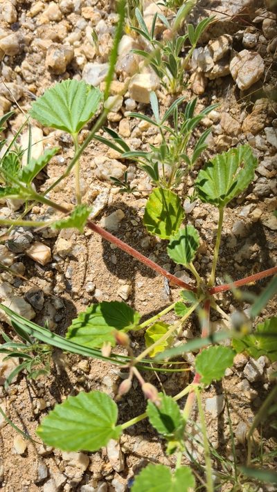 Monsonia umbellata, photographed by Petra Holland