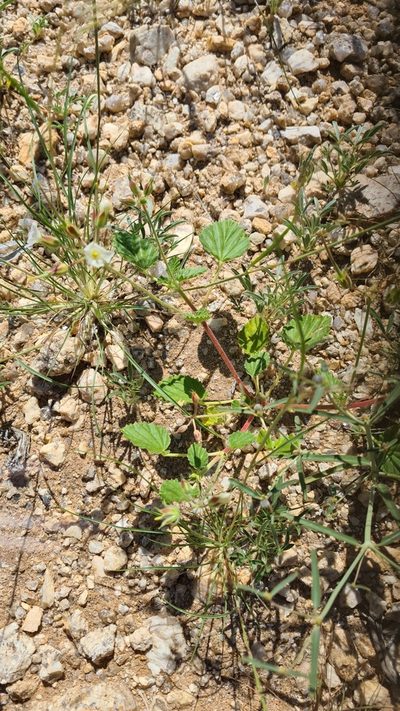 Monsonia umbellata, photographed by Petra Holland