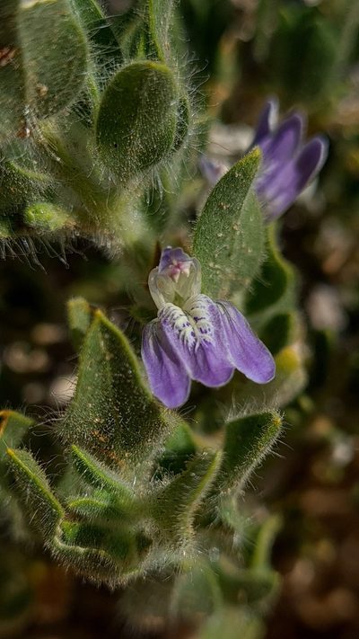 Pogonospermum cleomoides, photographed by Petra Holland