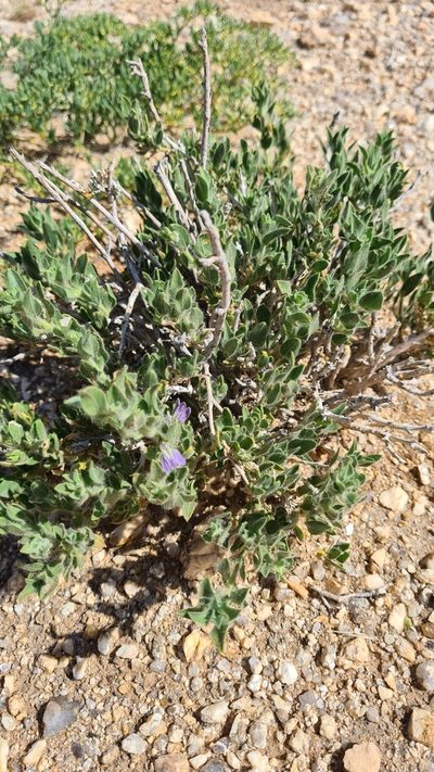Pogonospermum cleomoides, photographed by Petra Holland