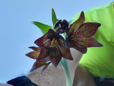 Fritillaria biflora, photographed by Amthinkia