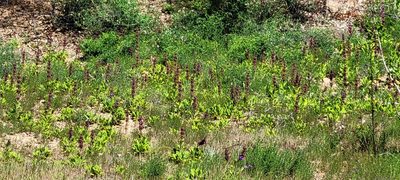Salvia spathacea