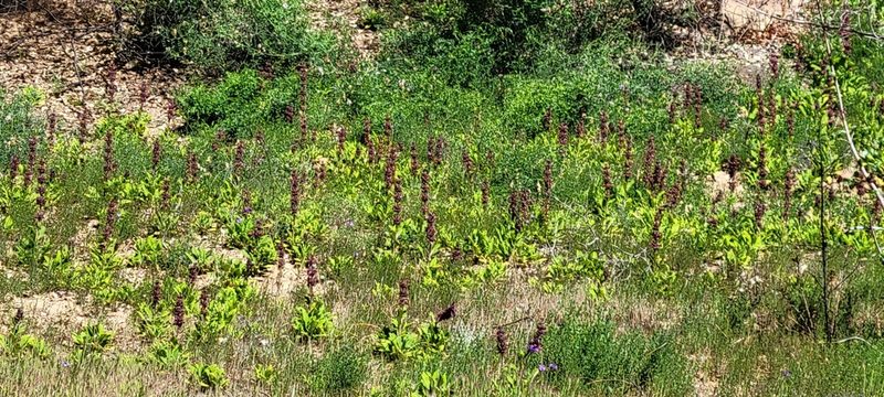 Salvia spathacea, photographed by Amthinkia