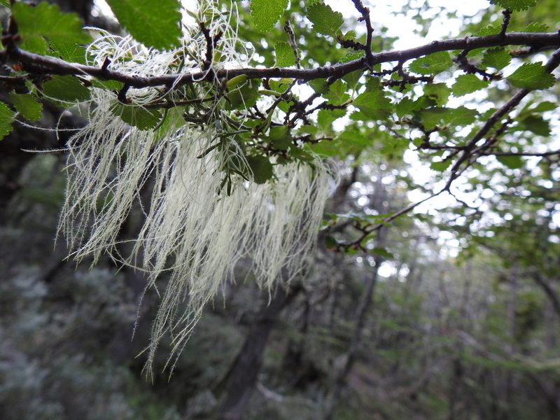 Misodendrum linearifolium, photographed by María Regina Silva