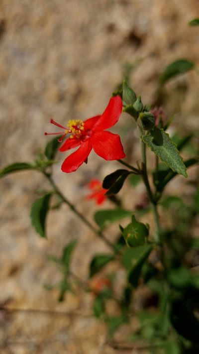 Hibiscus elliottiae, photographed by Petra Holland