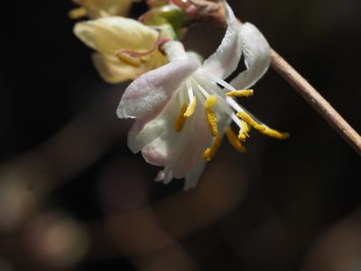 Lonicera fragrantissima, photographed by Clay Gibbons