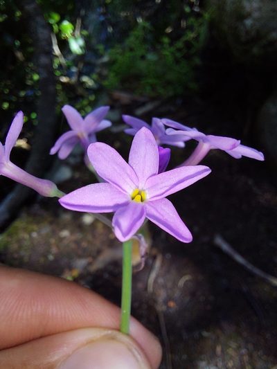 Tulbaghia maritima, photographed by Manuel R Popp
