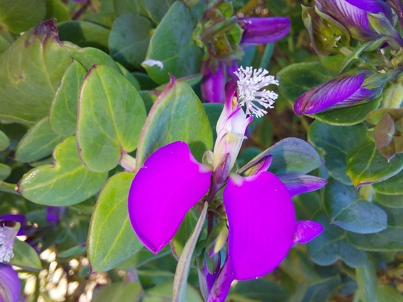 Polygala fruticosa, photographed by Manuel R Popp