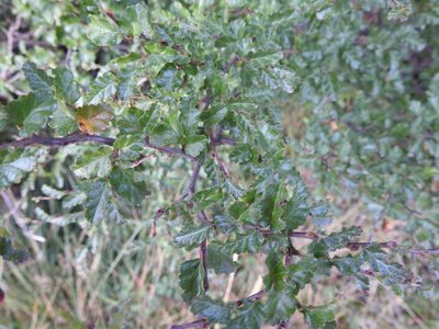Nothofagus antarctica, photographed by María Regina Silva