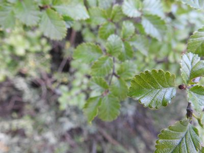 Nothofagus pumilio, photographed by María Regina Silva
