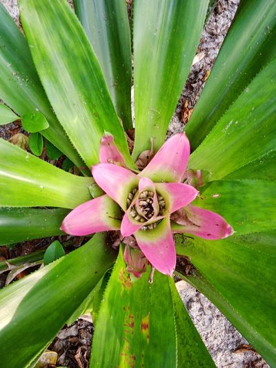 Nidularium innocentii, photographed by Otto Heringer