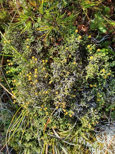 Helichrysum parvifolium, photographed by Danielle Munster