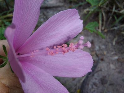 Hibiscus pedunculatus, photographed by Manuel R Popp