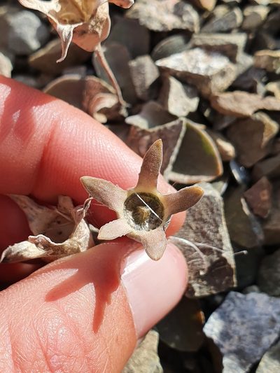 Wahlenbergia cartilaginea, photographed by Danielle Munster