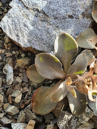 Wahlenbergia cartilaginea, photographed by Danielle Munster