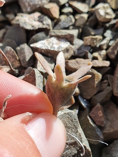 Wahlenbergia cartilaginea, photographed by Danielle Munster