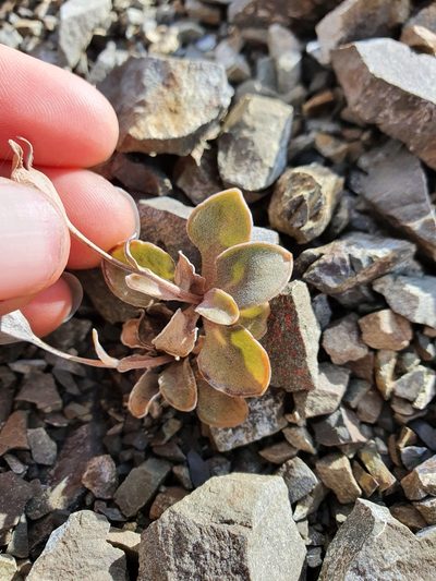 Wahlenbergia cartilaginea, photographed by Danielle Munster