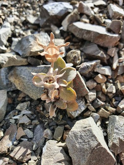 Wahlenbergia cartilaginea, photographed by Danielle Munster