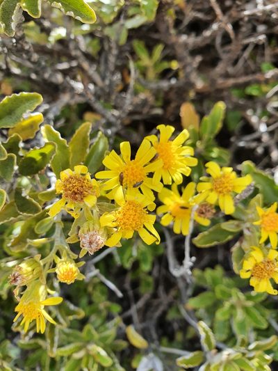 Brachyglottis monroi, photographed by Danielle Munster