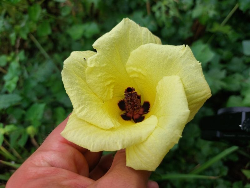 Hibiscus ludwigii, photographed by Manuel R Popp