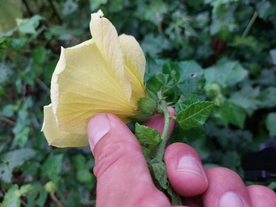 Hibiscus ludwigii, photographed by Manuel R Popp