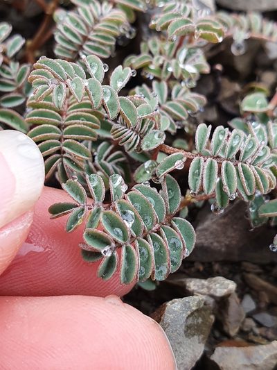 Montigena novae-zelandiae, photographed by Danielle Munster