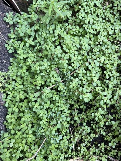 Pilea herniarioides, photographed by Elliot Greiner
