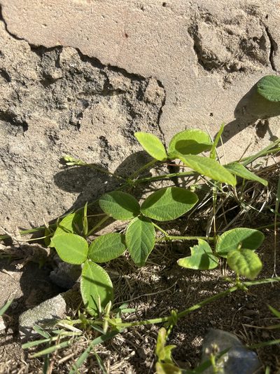 Teramnus labialis, photographed by Elliot Greiner