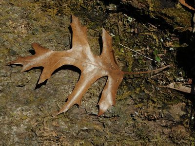 Quercus coccinea, photographed by Michael J. Papay
