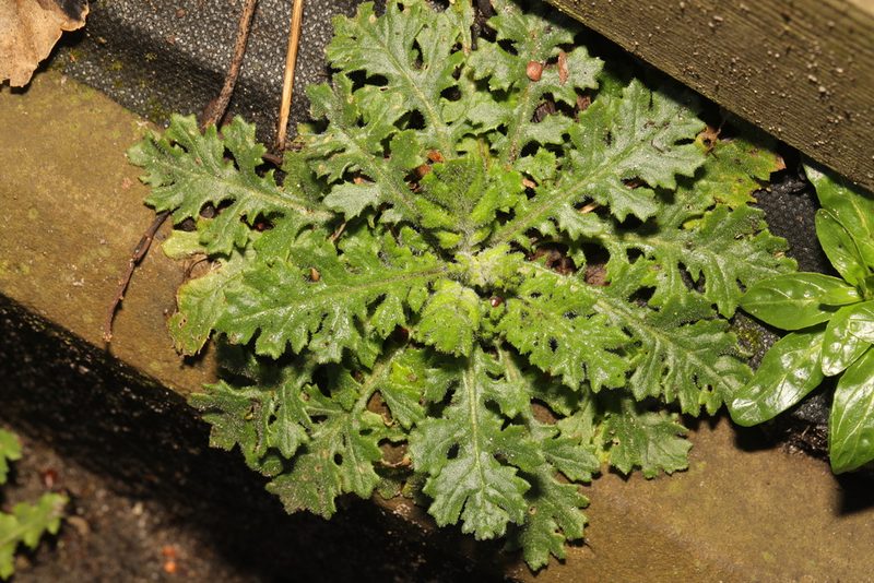 Senecio viscosus, photographed by Stephen James McWilliam
