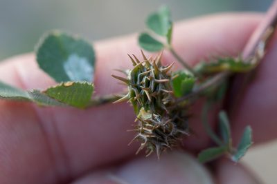 Medicago truncatula, photographed by Tim Johnson