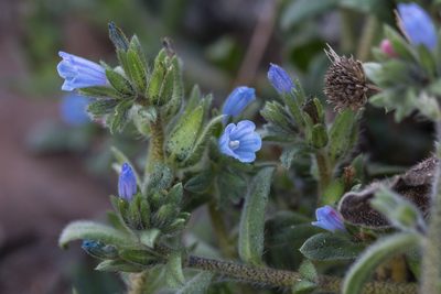 Echium parviflorum, photographed by Tim Johnson