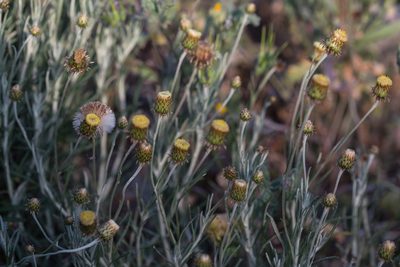 Phagnalon saxatile, photographed by Tim Johnson