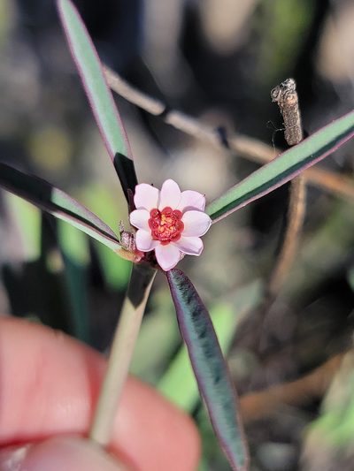 Euphorbia xanti, photographed by Michelle Cloud-Hughes