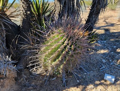 Ferocactus peninsulae, photographed by Michelle Cloud-Hughes
