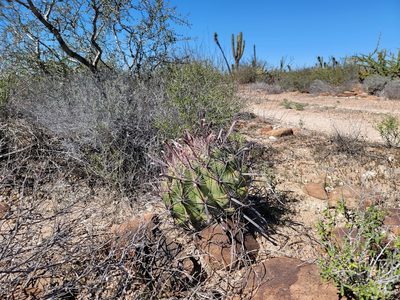 Ferocactus peninsulae, photographed by Michelle Cloud-Hughes