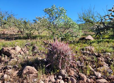 Ferocactus peninsulae, photographed by Michelle Cloud-Hughes