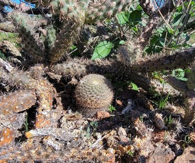 Mammillaria brandegeei, photographed by Michelle Cloud-Hughes