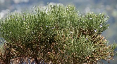 Psoralea congesta, photographed by Tony Rebelo