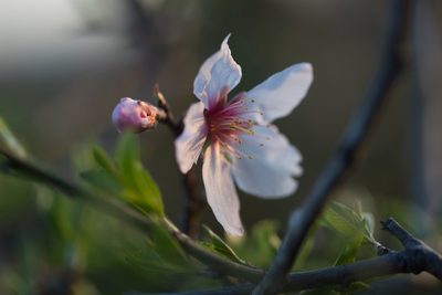Prunus amygdalus, photographed by Tim Johnson