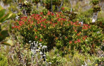 Leucadendron strobilinum, photographed by Tony Rebelo