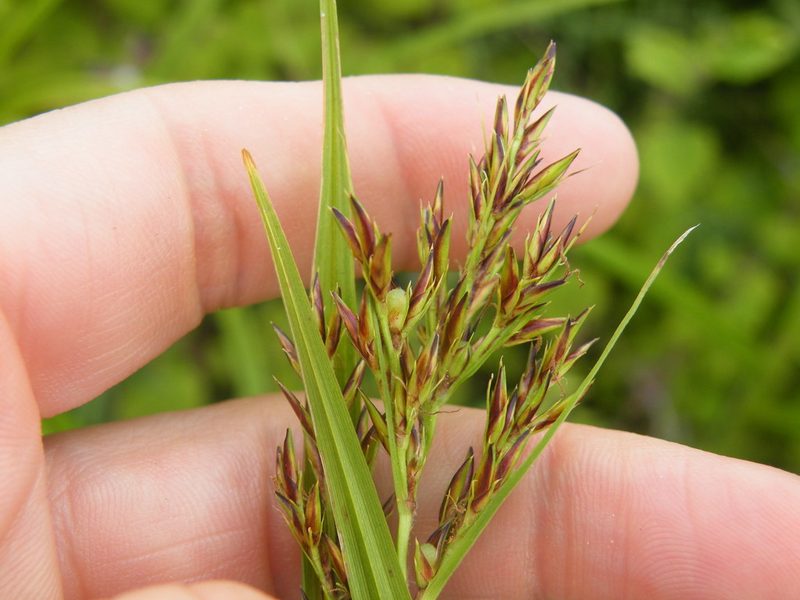 Scleria transvaalensis, photographed by Antoinette Eyssell Knox